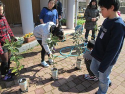 1人が1鉢を担当。水やり中です