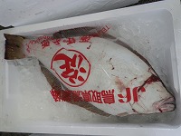 ヒラメ
