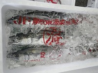 サゴシ（サワラの未成魚）
