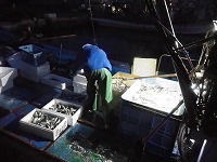 すくい網の水揚げ（漁獲物：マアジ）