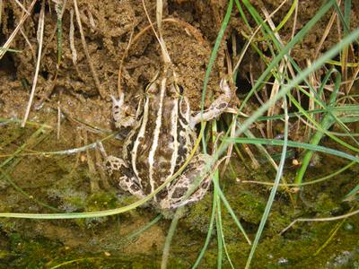 尻無川のトノサマガエル