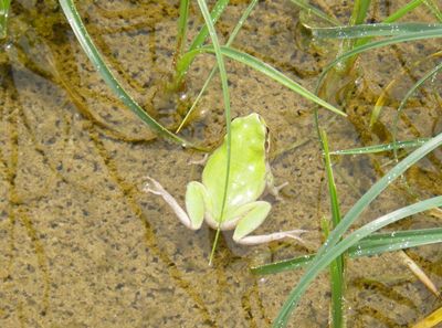 尻無川を泳ぐアマガエル