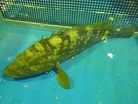 キジハタ（全長56cm、2.8kg）