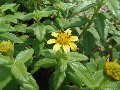 ネコノシタの花と葉っぱ