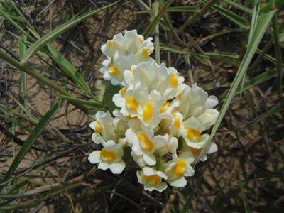 砂丘中央のウンランの花