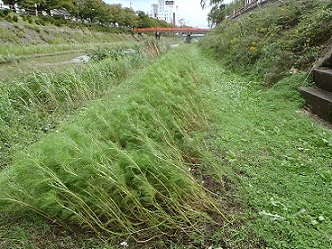 袋川のコスモスの様子（10月16日）