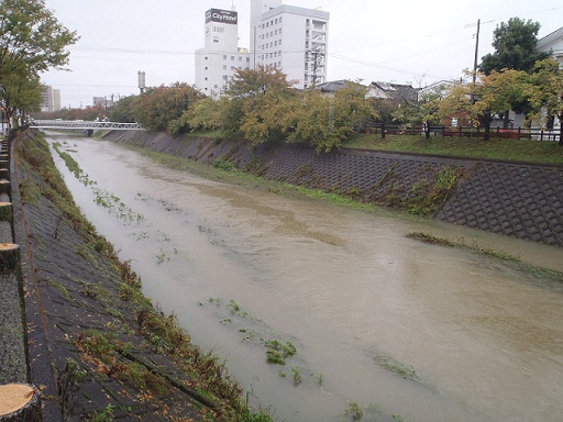 袋川のコスモスの様子（10月25日）