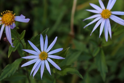 道端の紫の花