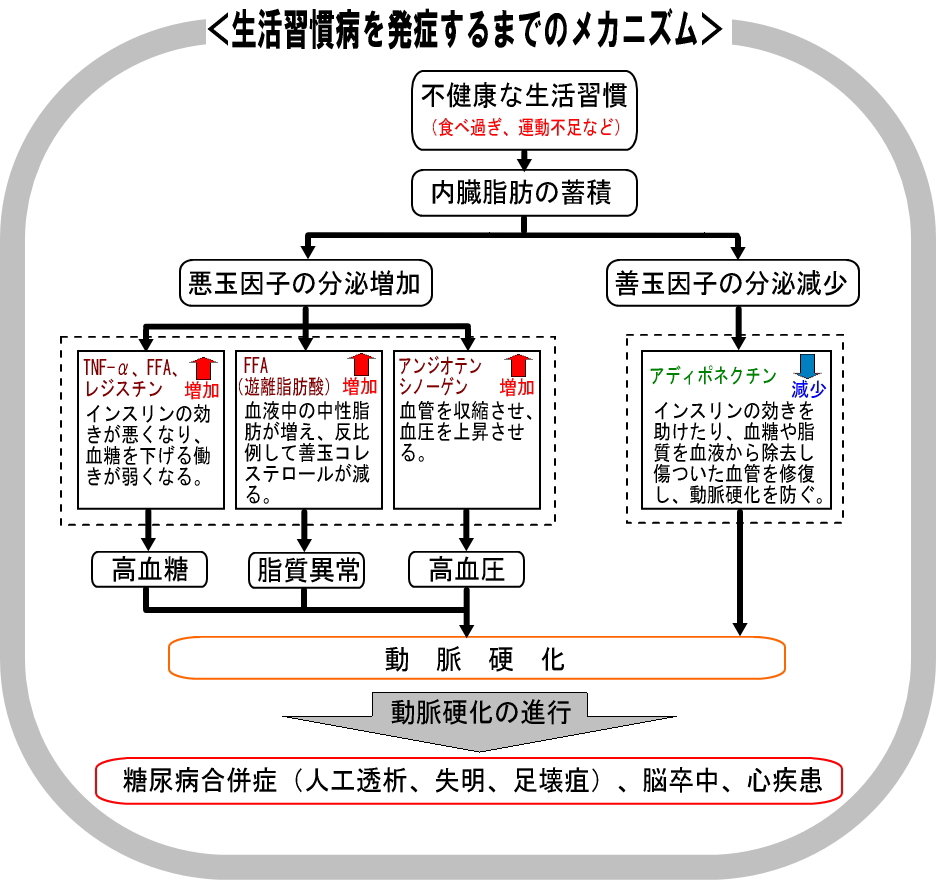 生活習慣病を発症するまでのメカニズム