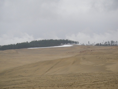西側砂防林の雪