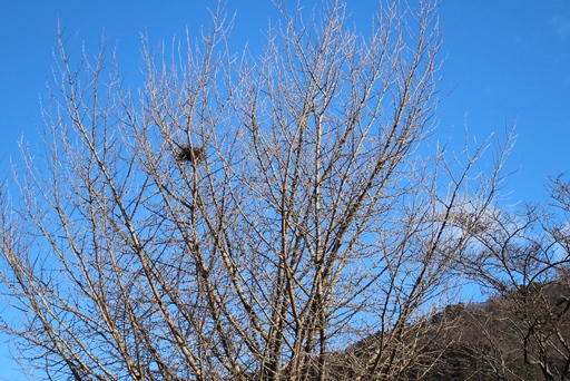 鳥の巣を発見!