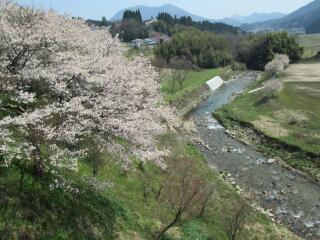 桜も満開