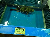 トラフグとマフグの交雑種