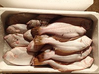 1箱に放流魚が3尾