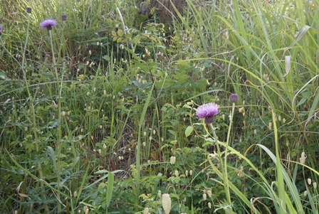 アザミの花　追後スリバチの北側斜面