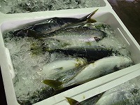 ハマチ(ブリの若魚)