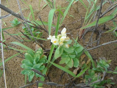 うんらんの花