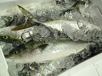 ハマチ（ブリの若魚）