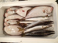ヒラメ