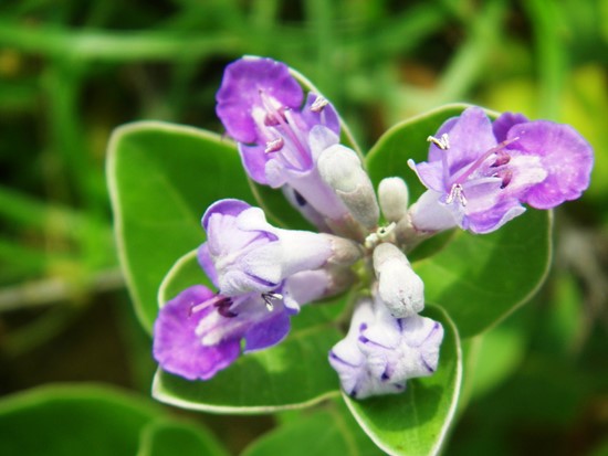 ハマゴウの花