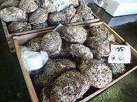 イワガキ