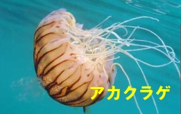 アカクラゲの写真