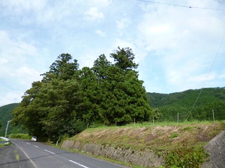 一際高くそびえ立つ杉