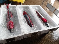 魚体にはタグ、魚箱にはシール