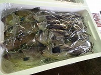 ウマヅラハギ