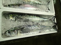 サワラ