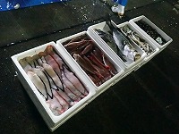 ヒラメ以外の漁獲物