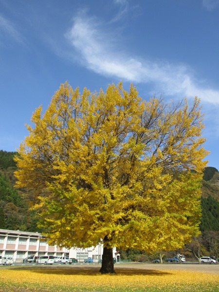 銀杏の木