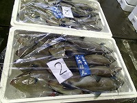 ウマヅラハギ