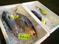 ヨコワ（クロマグロの若魚）