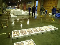 賀露支所の水揚げ状況