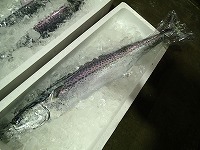 サワラ