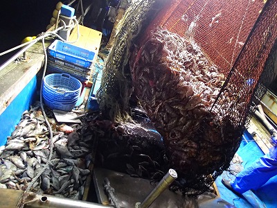 ウマヅラハギ