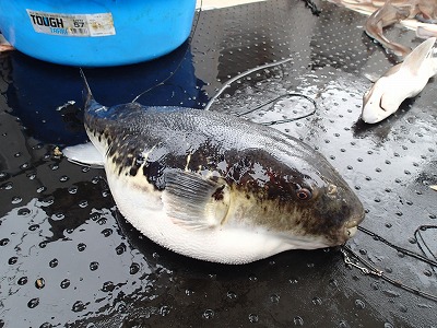 トラフグ（6.2kg）