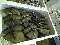 ウマヅラハギ
