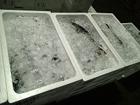 ハマチ（ブリの若魚）