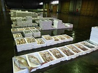 酒津~泊支所の水揚状況