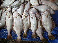 ヒラメ 放流魚