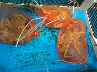 マダコ
