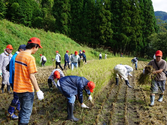 稲刈りその１