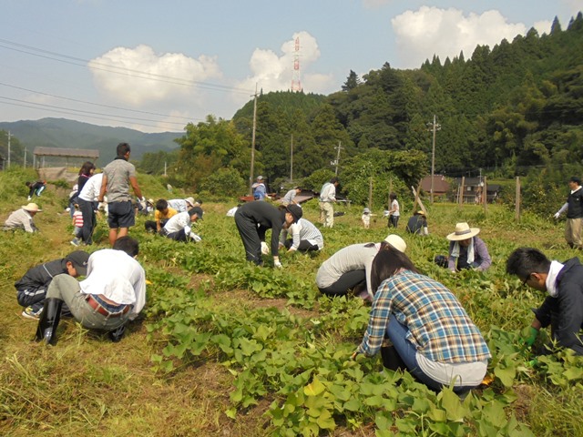 さつまいも畑の草取りの様子