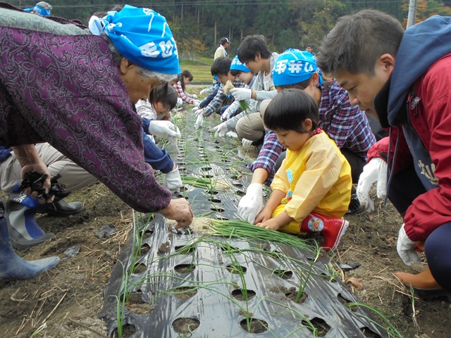 たまねぎ植付の様子