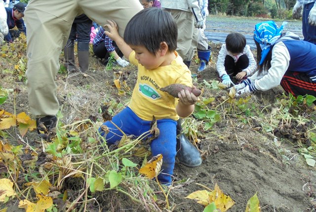 子どもがサツマイモが採れた！様子