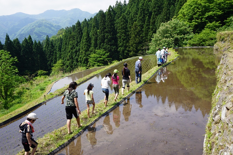 棚田で田植えその１