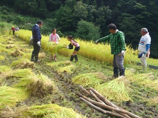 河本地区稲刈り作業写真その2