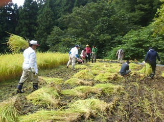 河本地区稲刈り作業写真その3